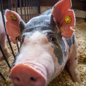 Spotted show pig with ear tags in a barn pen