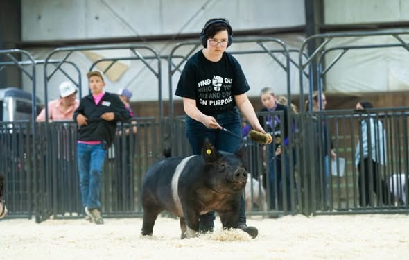 Ottenwalters Crossbred Breeding Gilt