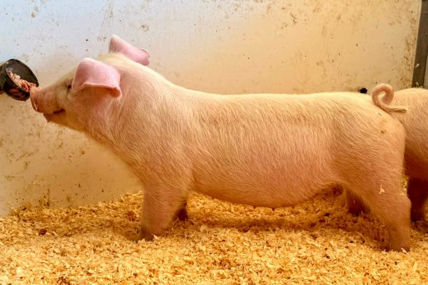 Landrace Gilt