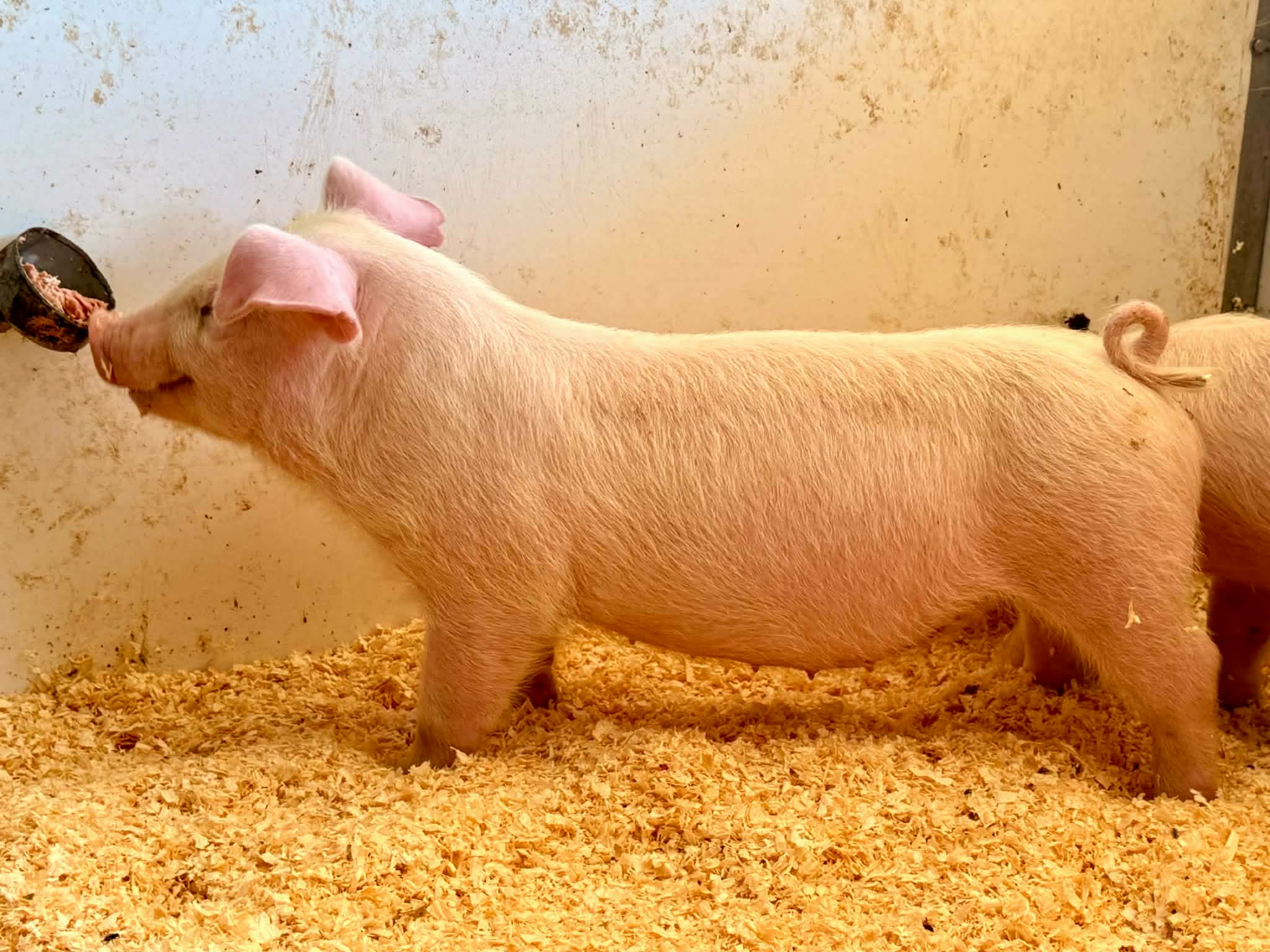 Landrace Gilt for sale in Oakland, Iowa