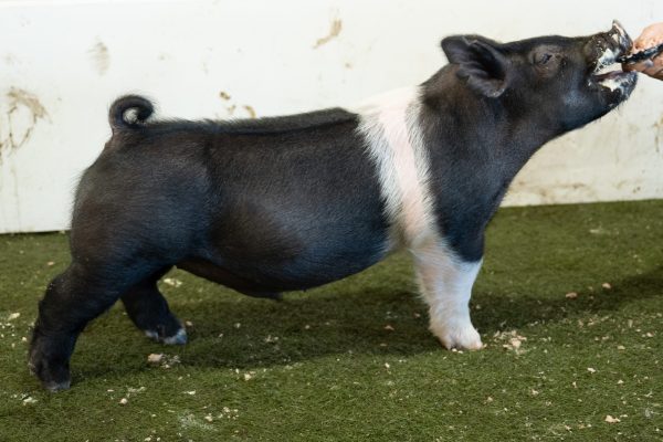June Cross bred Male