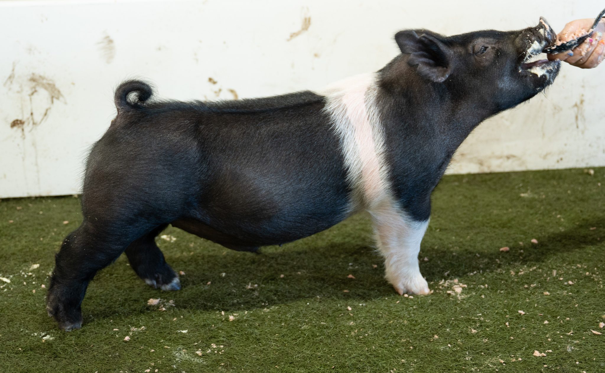 June Cross bred Male for sale in Hedrick, Iowa