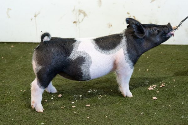 July Born Crossbred Gilt