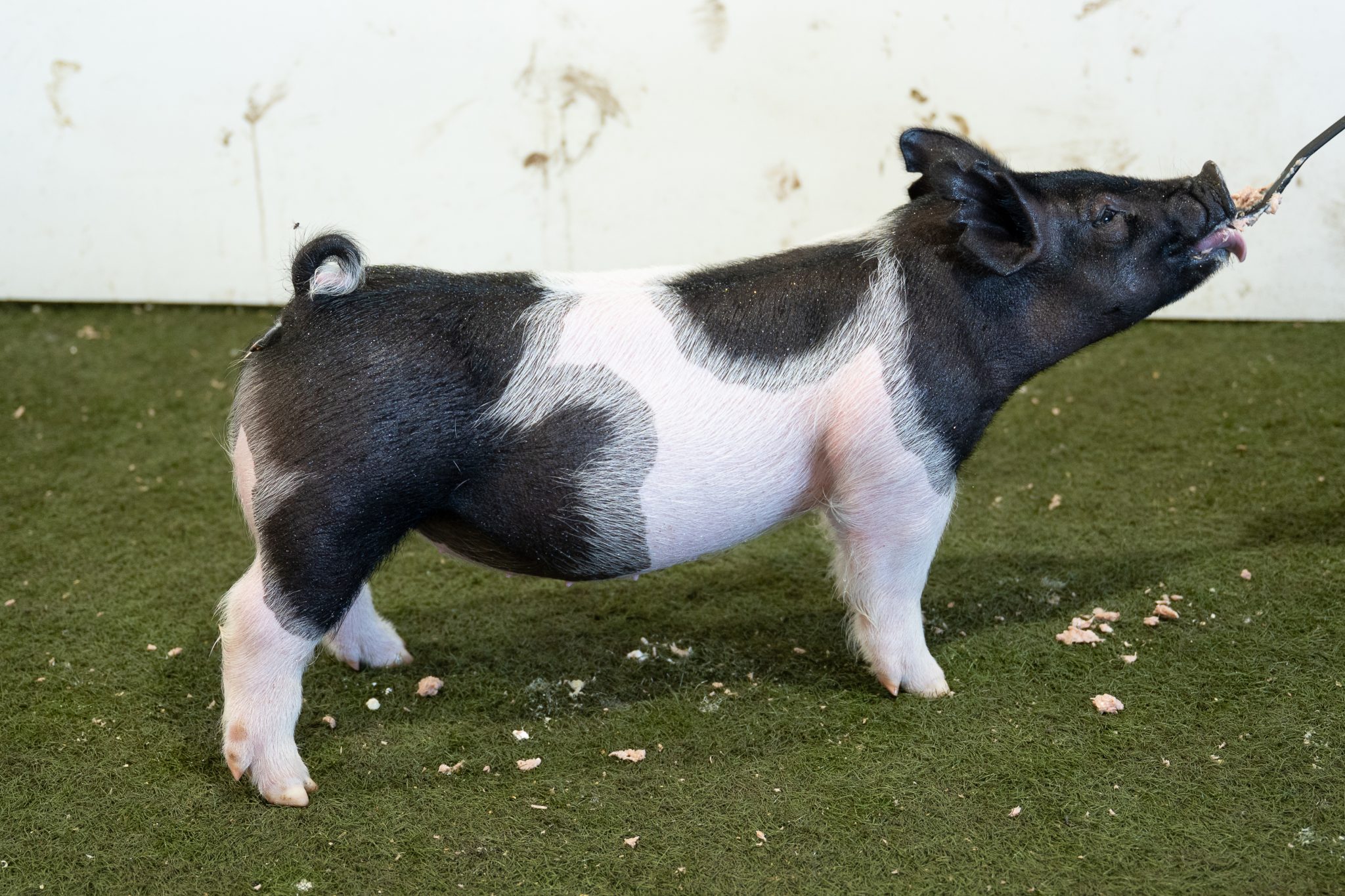 July Born Crossbred Gilt for sale in Hedrick, Iowa