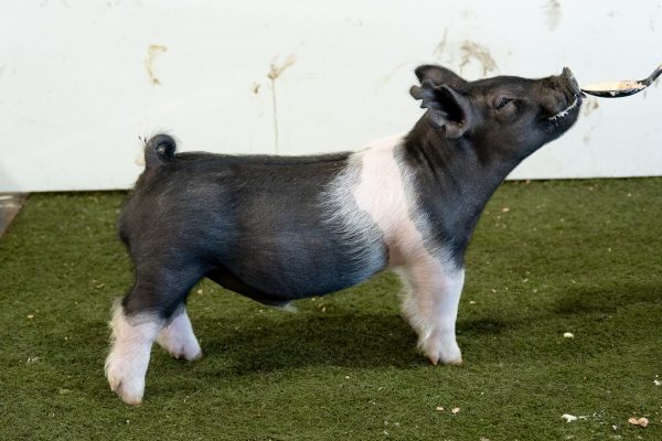 Summer Born Cross Boar