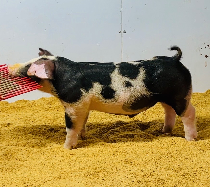 July spot barrow for sale in Beardstown, Illinois