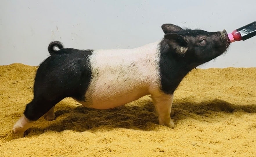 Cross Barrow June for sale in Beardstown, Illinois