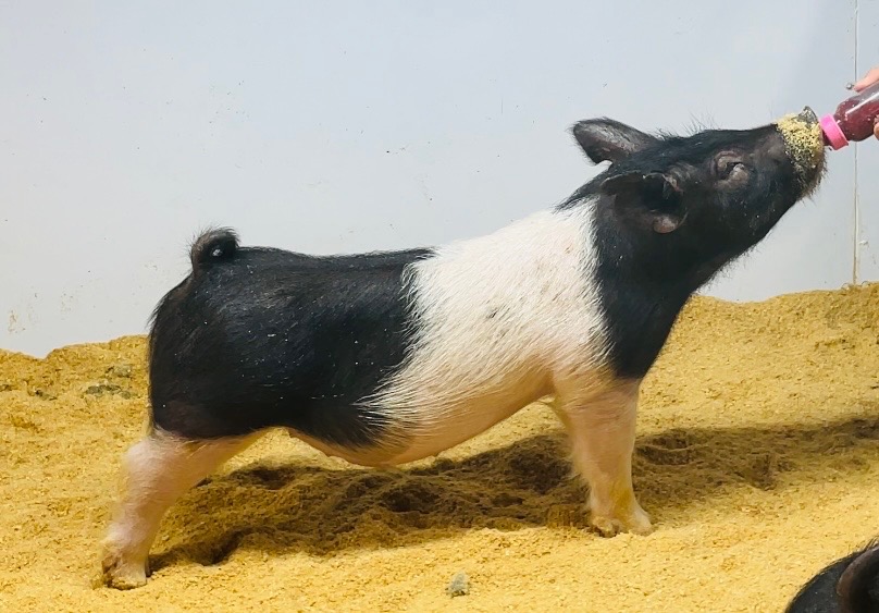 June cross barrow for sale in Beardstown, Illinois