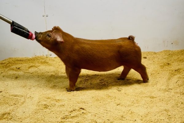 July Duroc Gilt