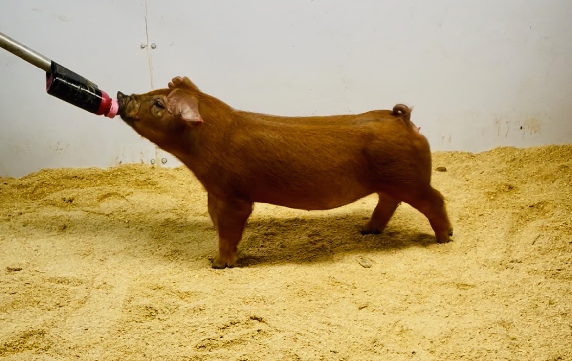 July Duroc Gilt for sale in Beardstown, Illinois