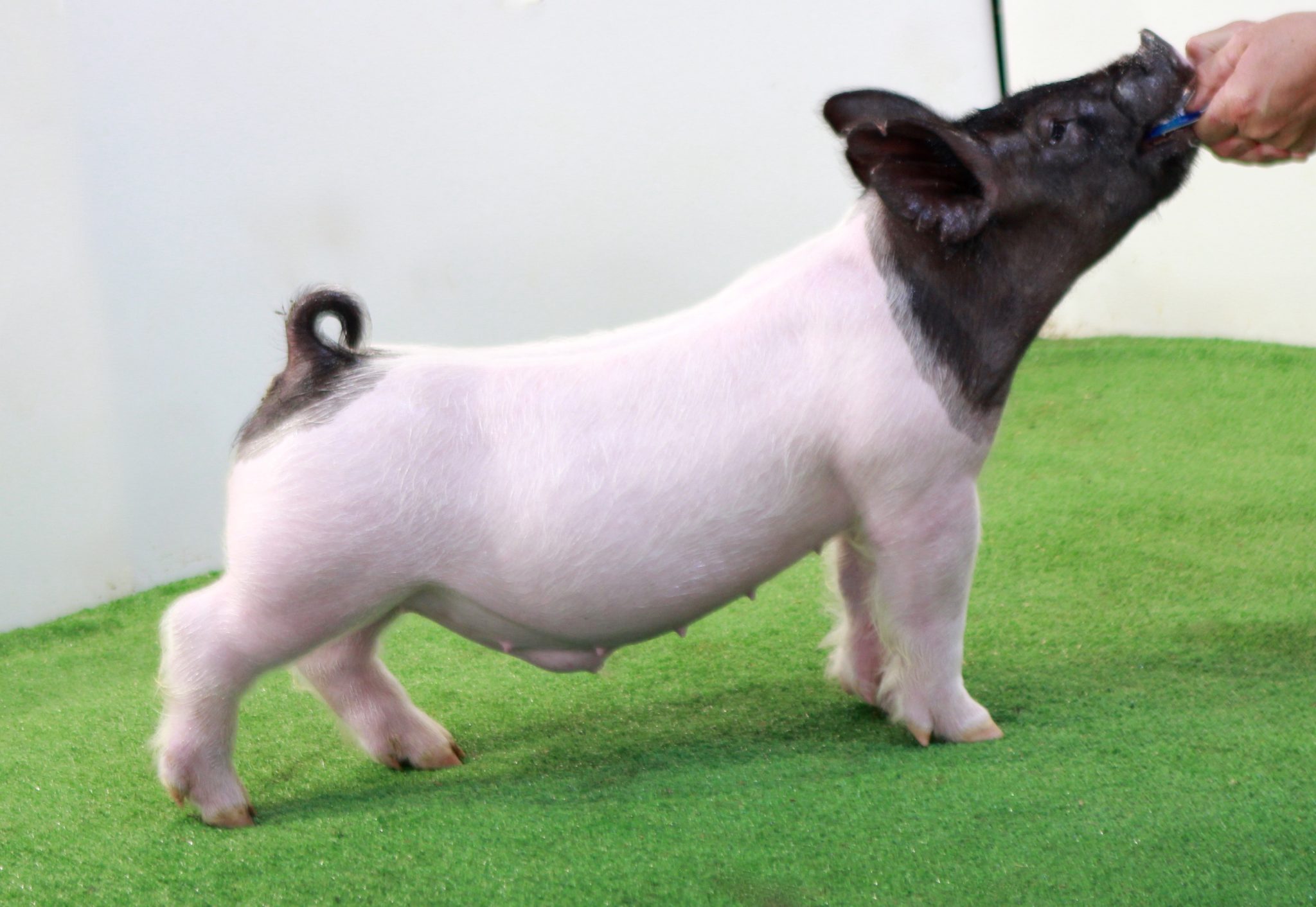 Cross Male for sale in Verona, Illinois