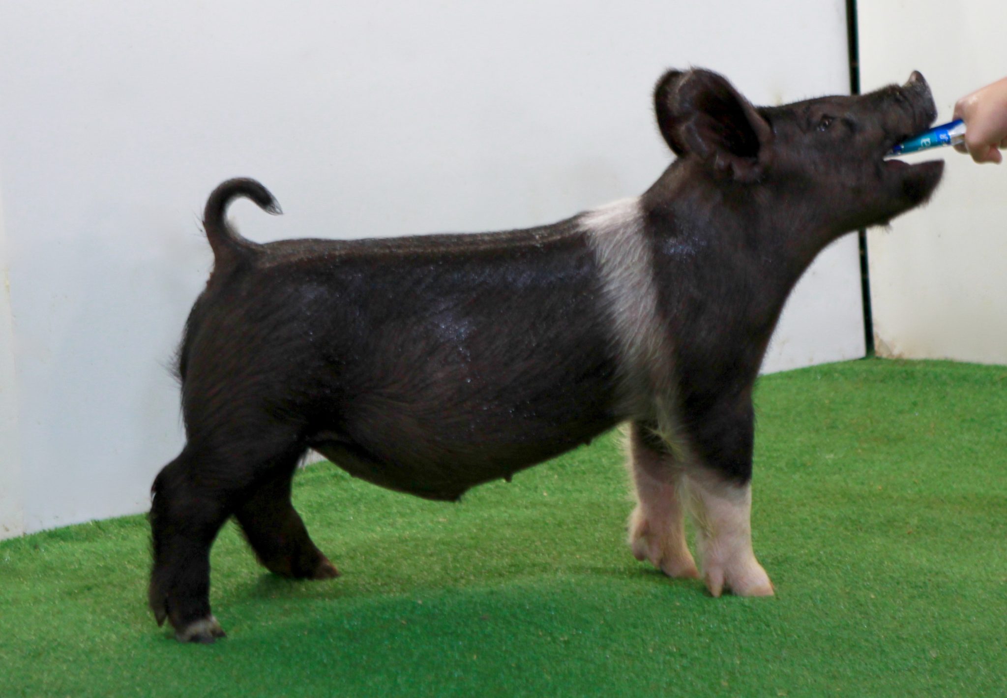 Cross male for sale in Verona, Illinois