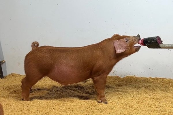 July Duroc Barrow