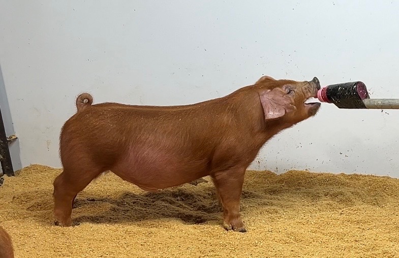July Duroc Barrow for sale in Beardstown, Illinois