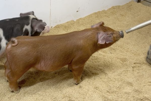July Duroc Barrow