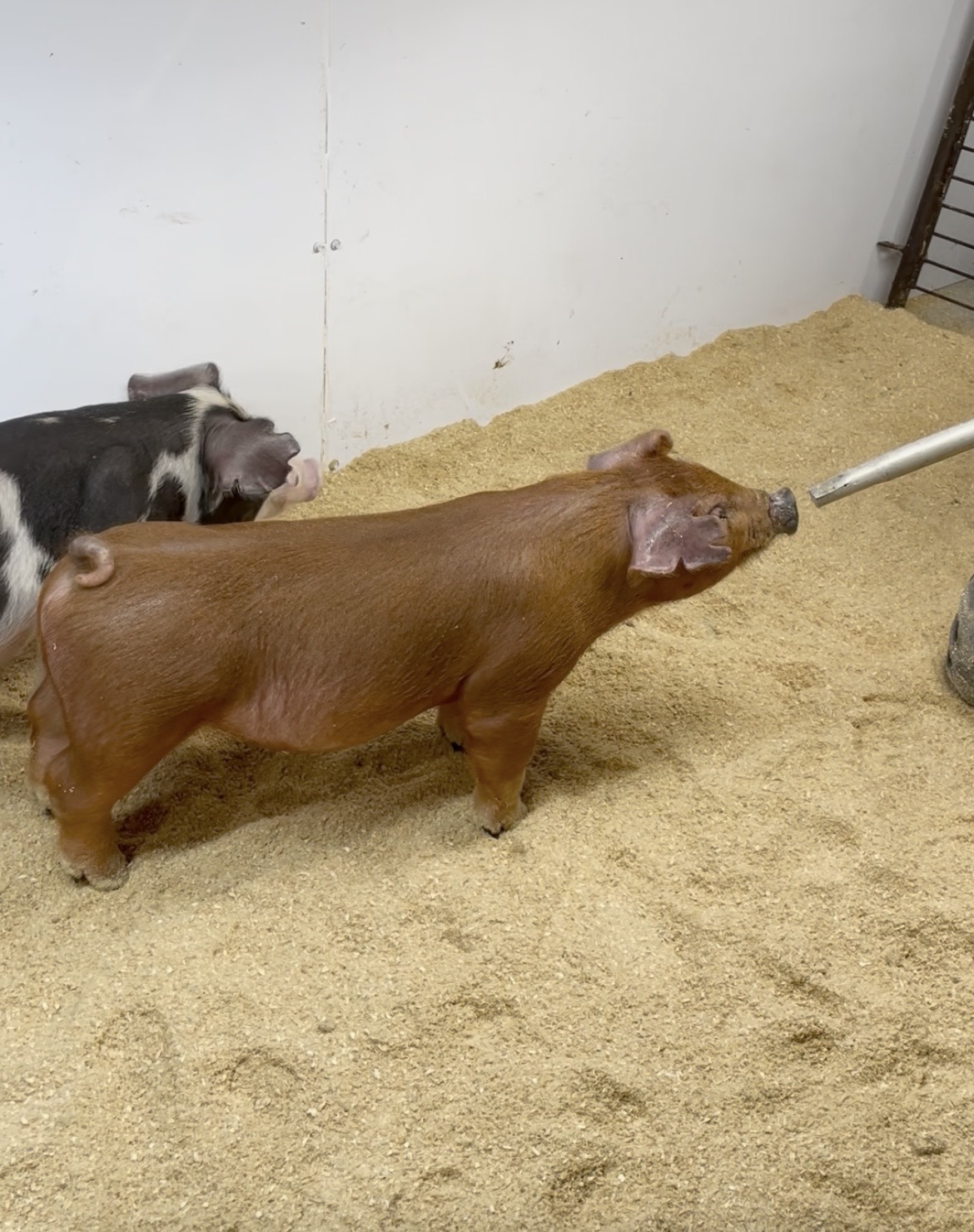 July Duroc Barrow for sale in Beardstown, Illinois