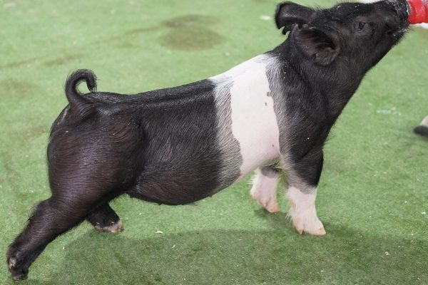 Crossbred Male