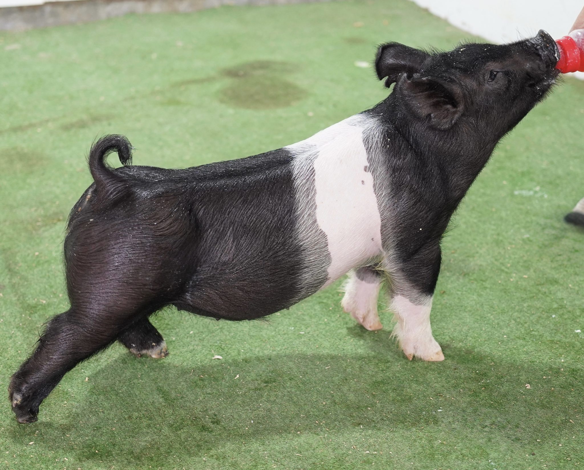 Crossbred Male for sale in Greensburg, Indiana