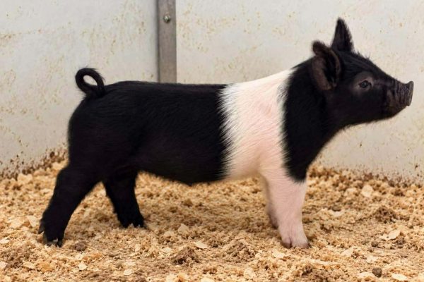 Crossbred Boar
