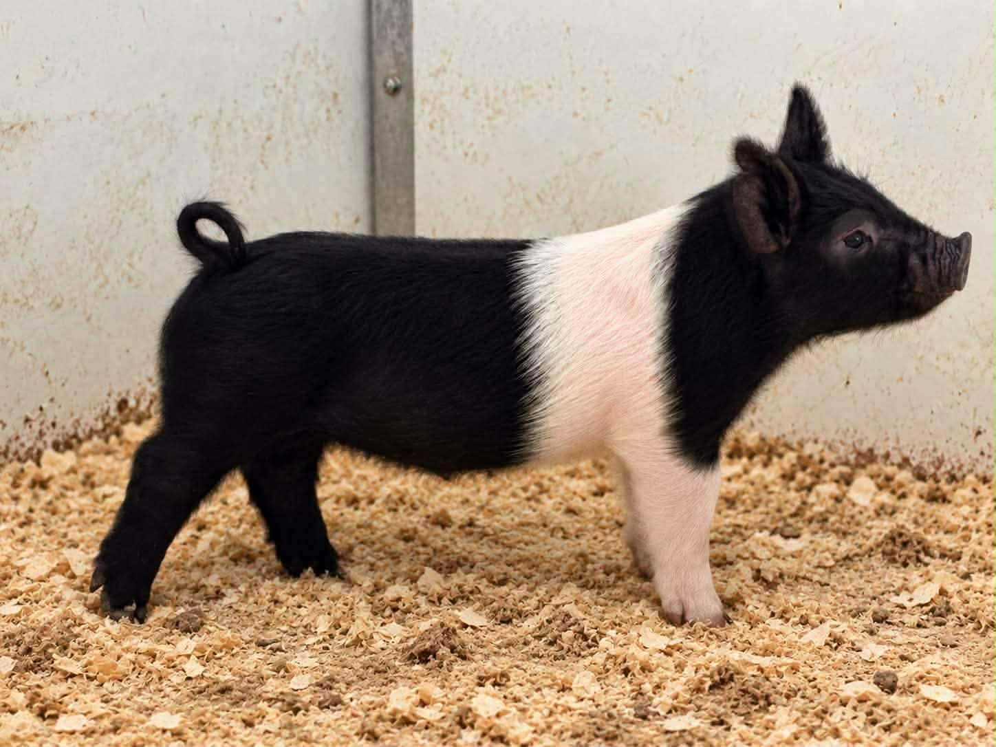 Crossbred Boar for sale in Oakland, Iowa