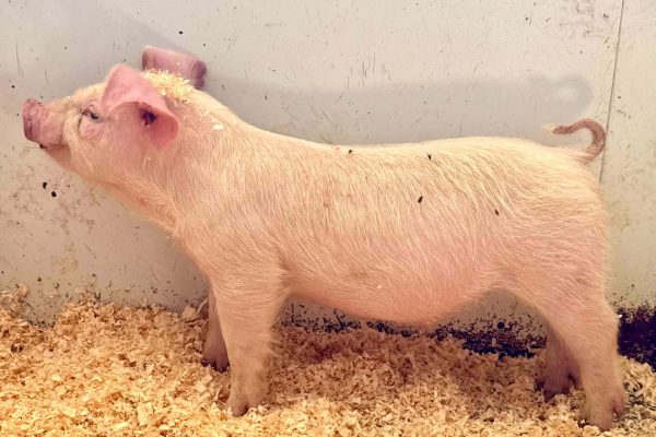 Landrace Boar