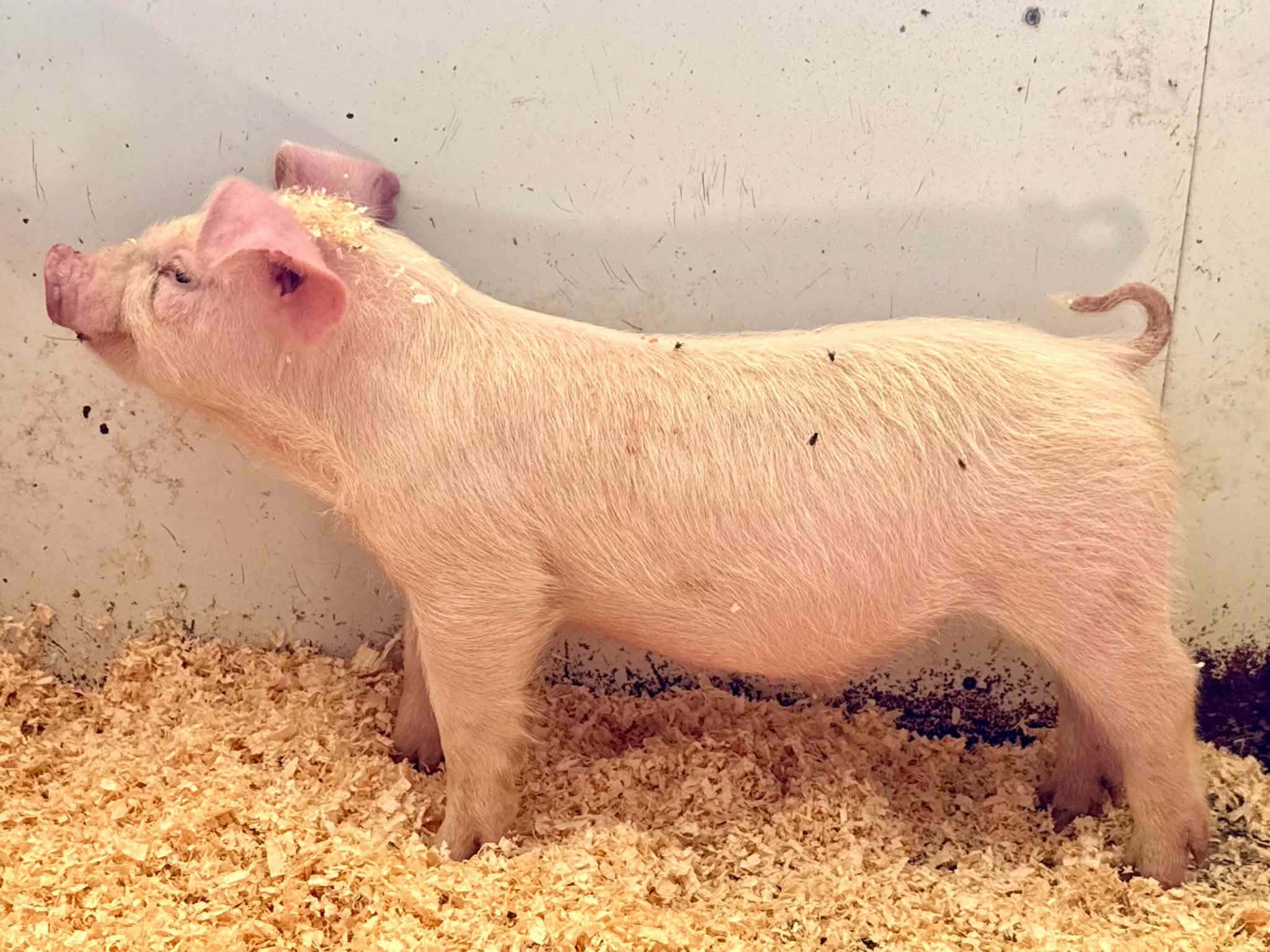 Landrace Boar for sale in Oakland, Iowa